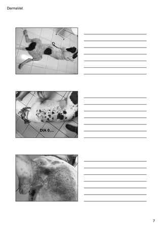 DermaVet
7
Ferreira, R.R.
Ferreira, R.R.
DIA 0....
Ferreira, R.R.
 