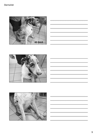 DermaVet
9
Ferreira, R.R.
45 DIAS....
Ferreira, R.R.
Ferreira, R.R.
 