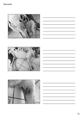 DermaVet
10
Ferreira, R.R.
Ferreira, R.R.
Ferreira, R.R.
 