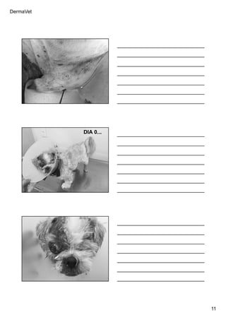 DermaVet
11
Ferreira, R.R.
Ferreira, R.R.
DIA 0...
Ferreira, R.R.
 