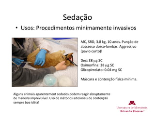 Sedação	
  
•  Usos:	
  Procedimentos	
  minimamente	
  invasivos	
  
MC,	
  SRD,	
  3.8	
  kg,	
  10	
  anos.	
  Punção	
  de	
  
abscesso	
  dorso-­‐lombar.	
  Aggressivo	
  
(pavio	
  curto)!	
  
	
  
Dex:	
  38	
  µg	
  SC	
  
Oximorﬁna:	
  38	
  µg	
  SC	
  
Glicopirrolato:	
  0.04	
  mg	
  SC	
  
	
  
Máscara	
  e	
  contenção	
  ssica	
  mínima.	
  
Alguns	
  animais	
  aparentement	
  sedados	
  podem	
  reagir	
  abruptamente	
  
de	
  maneira	
  imprevisível.	
  Uso	
  de	
  métodos	
  adicionais	
  de	
  contenção	
  
sempre	
  boa	
  idéia!	
  
 
