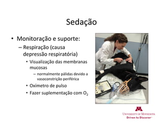 Sedação	
  
•  Monitoração	
  e	
  suporte:	
  
– Respiração	
  (causa	
  
depressão	
  respiratória)	
  
•  Visualização	
  das	
  membranas	
  
mucosas	
  	
  
–  normalmente	
  pálidas	
  devido	
  a	
  
vasoconstrição	
  periférica	
  
•  Oxímetro	
  de	
  pulso	
  
•  Fazer	
  suplementação	
  com	
  O2	
  
 