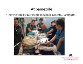 A>pamezole	
  
•  Reverte	
  tudo	
  (Requerimento	
  anestésico	
  aumenta…	
  CUIDADO!!)	
  
 