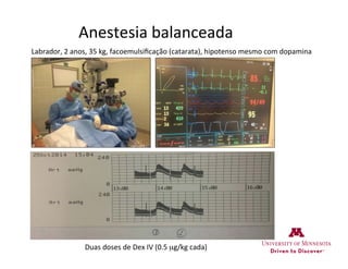 Anestesia	
  balanceada	
  
Duas	
  doses	
  de	
  Dex	
  IV	
  (0.5	
  µg/kg	
  cada)	
  
Labrador,	
  2	
  anos,	
  35	
  kg,	
  facoemulsiﬁcação	
  (catarata),	
  hipotenso	
  mesmo	
  com	
  dopamina	
  
 