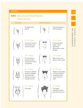 ANEXO A

103

Desenvolvimento Puberal Masculino
Critérios de Tanner

Pré-adolescência
(infantil).

Fase pré-adolescência
(não há pelugem).

91/2 - 131/2 anos

11 - 151/2 anos

Aumento do escroto e
dos testículos, sem
aumento do pênis.

Presença de pêlos
longos, macios,
ligeiramente
pigmentados, na base
do pênis

101/2 - 15 anos

113/4 - 16 anos

Ocorre também o
aumento do pênis,
inicilamente em toda a
sua extensão.

Pêlos mais escuros,
ásperos, sobre o púbis.

111/2 - 16 anos

12 - 161/2 anos

Aumento do diâmetro
do pênis e da glande,
crescimento dos
testículos e escroto,
cuja pele escurece.

Pelugem do tipo adulto,
mas a área coberta é
consideravelmente
menor do que no
adulto

121/2 - 17 anos

13 - 17 anos

Tipo adulto.

Tipo adulto,
estendendo-se até a
face interna das coxas.

ATENÇÃO BÁSICA

Pêlos Pubianos

CADERNOS DE

Genitália

 