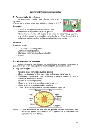 Atividade 4: Como nasce o pintinho?

1 – Apresentação do problema
      A professora mostra aos alunos dois ovos e
pergunta:
- Todos os ovos postos por uma galinha originam pintinho?
Objetivos:
   •   Identificar a importância reprodutiva do ovo.
   •   Diferenciar ovo galado de ovo não-galado.
   •   Comunicar de modo oral, escrito e por meio de desenhos, perguntas,
       suposições, dados e conclusões, respeitando as diferentes opiniões e
       utilizando as informações obtidas para justificar suas idéias;

Materiais:
Para cada grupo:
   •   1 ovo galado e 1 não-galado
   •   2 pratinhos transparentes
   •   Cartaz de desenvolvimento embrionário
   •   Lupas


2 – Levantamento de hipóteses
        Discutir no grupo a importância do ovo como fonte de alimentação e reprodução, e
quais os ovos que podem originar pintinho. Observar as partes que constituem o ovo.
3 – Experimentação
   •   Coloque à sua frente dois ovos de galinha.
   •   Quebre cuidadosamente o pólo maior e observe o espaço de ar;
   •   Verifique a presença de duas membranas: a externa, aderida à casca e
       a interna, envolvendo a clara;
   •   Quebre o ovo num pratinho;
   •   Observe a mancha germinativa na gema do ovo
   •   Observe a mancha germinativa e a calaza;
   •   Tente identificar as partes do ovo mostradas na figura 01.




Figura 1: Corte transversal de um ovo de galinha permite diferenciar com
          nitidez as partes fundamentais que o constituem e outras também
          com alguma importância.



                                                                                     37
 