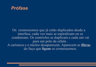 Prófase Os  cromossomos que já estão duplicados desde a interfase, cada vez mais se espiralizam ou se condensam. Os centríolos se duplicam e cada um vai para um polo da célula . A carioteca e o núcleo desaparecem. Aparecem as  fibras  do fuço que  ligam  os cromossomos. 