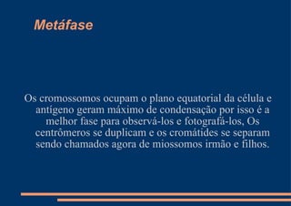 Metáfase Os cromossomos ocupam o plano equatorial da célula e antígeno geram máximo de condensação por isso é a melhor fase para observá-los e fotografá-los, Os centrômeros se duplicam e os cromátides se separam sendo chamados agora de miossomos irmão e filhos. 
