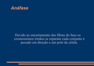Anáfase Devido ao encurtamento das fibras do fuso os cromossomos irmãos se separam cada conjunto é puxado em direção a um polo da célula. 
