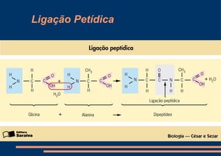 Ligação Petídica 