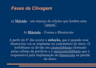 Fases da Clivagem a)  Mórula  – um maciço de células que lembra uma  “amora” b)  Blástula  – Forma o Blastocisto A partir do 6º dia ocorre a  nidação,  que é quando esse blastocisto vai se implantar no endométrio do útero. O trofoblasto se divide em  citotrofoblasto  (formado pelas células da periferia e o  sinciciotrofoblasto  que é responsável pela implantação do  blastocisto  na parede do útero. 