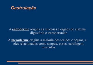 Gastrulação A  endoderme  origina as mucosas e órgãos do sistema digestório e transportador. A  mesoderme  origina a maioria dos tecidos e órgãos, e eles relacionados como sangue, ossos, cartilagem, músculos. 