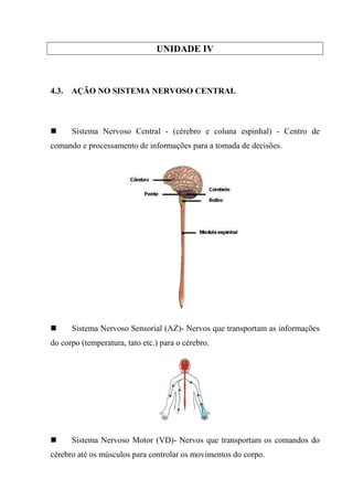 UNIDADE IV



4.3.   AÇÃO NO SISTEMA NERVOSO CENTRAL



       Sistema Nervoso Central - (cérebro e coluna espinhal) - Centro de
comando e processamento de informações para a tomada de decisões.




       Sistema Nervoso Sensorial (AZ)- Nervos que transportam as informações
do corpo (temperatura, tato etc.) para o cérebro.




       Sistema Nervoso Motor (VD)- Nervos que transportam os comandos do
cérebro até os músculos para controlar os movimentos do corpo.
 
