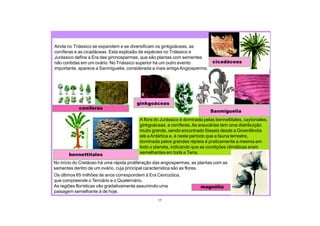 17
No início do Cretáceo há uma rápida proliferação das angiospermas, as plantas com as
sementes dentro de um ovário, cuja principal característica são as flores.
Os últimos 65 milhões de anos correspondem à Era Cenozóica,
que compreende o Terciário e o Quaternário.
As regiões florísticas vão gradativamente assumindo uma
paisagem semelhante à de hoje.
ginkgoáceas
coníferas
Sanmiguelia
A flora do Jurássico é dominada pelas bennettitales, caytoniales,
ginkgoáceas, e coníferas.As araucárias tem uma distribuição
muito grande, sendo encontrado fósseis desde a Groenlândia
até aAntártica e, é neste período que a fauna terrestre,
dominada pelos grandes répteis é praticamente a mesma em
todo o planeta, indicando que as condições climáticas eram
semelhantes em toda a Terra.
bennettitales
magnólia
cicadáceas
Ainda no Triássico se expandem e se diversificam os ginkgoáceas, as
coníferas e as cicadáceas. Esta explosão de espécies no Triássico e
Jurássico define a Era das gimnospermas, que são plantas com sementes
não contidas em um ovário. No Triássico superior há um outro evento
importante, aparece a Sanmiguelia, considerada a mais antiga Angiosperma.
 