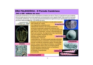 ERA PALEOZÓICA - O Período Cambriano
543 a 490 milhões de anos
trilobita
archaeocyathid
braquiópoda
19
O período Cambriano é um marco importante na história da vida na Terra; é o período em que a maioria
dos principais grupos de animais aparecem primeiramente como registro fóssil. Este evento é chamado
“a explosão cambriana”, por causa da grande diversidade de organismos que apareceram num espaço
de tempo relativamente curto - 40 milhões de anos.
equinodermo
conodonte
molusco
Durante o período Cambriano o mundo estava quase
todo coberto por mares,
e os organismos existentes eram
inteiramente marinhos. No começo do período,
somente as esponjas e pequenos moluscos com
esqueletos estavam presentes, mas aproximadamente
pelo meio do Cambriano, ocorreu a diversificação da
fauna com conchas. Os organismos mais importantes
nas comunidades cambrianas incluia
trilobitas, archaeocyathids,
braquiópodes, moluscos,
e equinodermos. Ao menos quatro grandes extinções
ocorreram durante o Cambriano.A primeira extinção
ocorreu no limite do Cambriano inferior. Durante este
evento, o grupo mais antigo de trilobitas, os olnellids,
desapareceram assim como os archaeocyathids.
As três extinções restantes foram no Cambriano
superior afetando severamente
os trilobitas, braquiópodas
e conodontes.
 