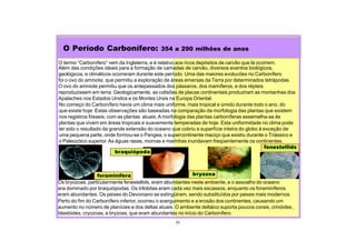 23
O Período Carbonífero: 354 a 290 milhões de anos
O termo “Carbonífero” vem da Inglaterra, e é relativo aos ricos depósitos de carvão que lá ocorrem.
Além das condições ideais para a formação de camadas de carvão, diversos eventos biológicos,
geológicos, e climáticos ocorreram durante este período. Uma das maiores evolucões no Carbonífero
foi o ovo do amniote, que permitiu a exploração de áreas emersas da Terra por determinados tetrápodas.
O ovo do amniote permitiu que os antepassados dos pássaros, dos mamíferos, e dos répteis
reproduzissem em terra. Geologicamente, as colisões de placas continentais produziram as montanhas dos
Apalaches nos Estados Unidos e os Montes Urais na Europa Oriental.
No começo do Carbonífero havia um clima mais uniforme, mais tropical e úmido durante todo o ano, do
que existe hoje. Estas observações são baseadas na comparação da morfologia das plantas que existem
nos registros fósseis, com as plantas atuais.Amorfologia das plantas carboníferas assemelha-se às
plantas que vivem em áreas tropicais e suavemente temperadas de hoje. Esta uniformidade no clima pode
ter sido o resultado da grande extensão do oceano que cobriu a superfície inteira do globo à exceção de
uma pequena parte, onde formou-se o Pangea, o supercontinente maciço que existiu durante o Triássico e
o Paleozóico superior.As águas rasas, mornas e marinhas inundavam freqüentemente os continentes.
Os bryozoas, particularmente fenestellids, eram abundantes neste ambiente, e o assoalho do oceano
era dominado por braquiópodas. Os trilobitas eram cada vez mais escassos, enquanto os foraminíferos
eram abundantes. Os peixes do Devoniano se extingüiram, sendo substituídos por peixes mais modernos.
Perto do fim do Carbonífero inferior, ocorreu o soerguimento e a erosão dos continentes, causando um
aumento no número de planícies e dos deltas atuais. O ambiente deltáico suporta poucos corais, crinóides ,
blastóides, cryozoas, e bryzoas, que eram abundantes no início do Carbonífero.
foraminífera
braquiópoda
bryozoa
fenestellids
 