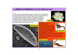 O Cretáceo viu também
a primeira invasão
das diatomáceas nos oceanos.
A mais famosa, se não a maior
de todas as extinções em grande
massa, marca o fim do período
Cretáceo, 65 milhões anos atrás.
Foi nesta grande extinção que
os dinossauros morreram, à exceção dos pássaros.
.....ainda no Cretáceo: 144 a 65 milhões de anos
30
Talvez o mais importante destes eventos, ao menos para a vida terrestre,
foi o aparecimento das primeiras plantas com flores, as angiospermas
ou as anthophytas.Ao mesmo tempo, muitos grupos modernos
de insetos se diversificaram, como as formigas e as borboletas.
Os gafanhotos e as vespas também apareceram no Cretáceo.
Um outro inseto importante a evoluir foi a abelha, responsável
pela disseminação das plantas com flores.
magnólia
diatomácea
ichtyosauros
plesiosaurus
Outras linhagens de répteis marinhos, como os
ichthyosauros, plesiosauros, e mesosauros, foram
também extintos.
mesosauros
 