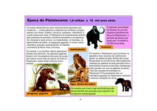 Foi durante o Pleistoceno que ocorreram os
episódios mais recentes de resfriamento
global, ou idades do gelo. Muitas das zonas
temperadas do mundo foram alternadamente
cobertas por geleiras durante períodos frios e
descobertas durante os períodos interglaciais,
mais quentes, em que as geleiras recuaram.
Teria isto causado as extinções no
Pleistoceno? Provavelmente não; os
mamíferos gigantes do Pleistoceno resistiram
a diversas variações do clima.
Época do Pleistoceno: 1,8 milhão a 10 mil anos atrás
39
O mamute, encontrado
na Rússia, foi um dos
maiores mamíferos da
Terra no Pleistoceno, o
período de tempo que
mediu de 1,8 milhão a
10.000 anos atrás.
Os biotas pleistocênicos eram extremamente parecidos aos
modernos — muitos gêneros e espécies de coníferas, musgos,
plantas com flores, insetos, moluscos, pássaros, mamíferos, e
outros sobrevivem hoje. O Pleistoceno foi caracterizado também
pela presença de grandes mamíferos terrestres e de pássaros.
Os mamutes e seus primos, os mastodontes, os bisontes, os
tigres dentes-de-sabre, as preguiças gigantes, e muitos outros
mamíferos grandes caracterizavam os habitats
na América do Norte, Ásia, e Europa.
Os cavalos que vivem hoje nasAméricas são
descendentes dos animais que migraram da
Europa em outras épocas.
preguiça gigante
mamute
Os cavalos e os camelos nativos galopavam
através das planícies. Os pássaros gigantes
teratorn com envergadura das asas de quase
oito metros, eram aves de rapina. No final do
Pleistoceno, todas estas criaturas foram
extintas.
mastodonte
tigre dente-de-sabre
 