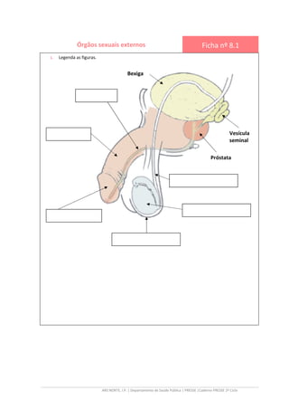 ARS NORTE, I.P.
Órgãos sexuais externos
1. Legenda as figuras.
ARS NORTE, I.P. | Departamento de Saúde Pública | PRESSE |Caderno PRESSE 2º Ciclo
Órgãos sexuais externos Ficha
Bexiga
Caderno PRESSE 2º Ciclo
Ficha nº 8.1
Vesícula
seminal
Próstata
 