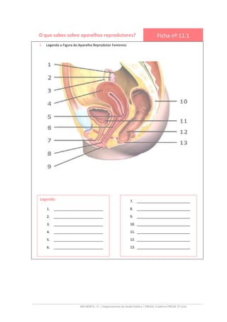 ARS NORTE, I.P. | Departamento de Saúde Pública | PRESSE |Caderno PRESSE 2º Ciclo
O que sabes sobre aparelhos reprodutores? Ficha nº 11.1
1. Legenda a Figura do Aparelho Reprodutor Feminino
Legenda:
1. __________________________
2. __________________________
3. __________________________
4. __________________________
5. __________________________
6. __________________________
7. ____________________________
8. ____________________________
9. ____________________________
10. ____________________________
11. ____________________________
12. ____________________________
13. ____________________________
 