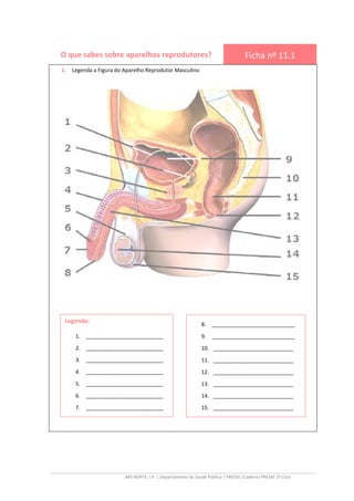 ARS NORTE, I.P. | Departamento de Saúde Pública | PRESSE |Caderno PRESSE 2º Ciclo
O que sabes sobre aparelhos reprodutores? Ficha nº 11.1
1. Legenda a Figura do Aparelho Reprodutor Masculino
8. ____________________________
9. ____________________________
10. ___________________________
11. ___________________________
12. ___________________________
13. ___________________________
14. ___________________________
15. ___________________________
Legenda:
1. __________________________
2. __________________________
3. __________________________
4. __________________________
5. __________________________
6. __________________________
7. __________________________
 