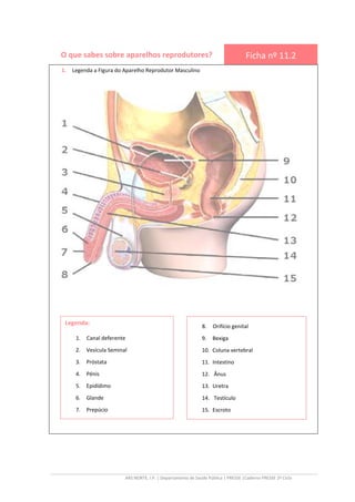 ARS NORTE, I.P. | Departamento de Saúde Pública | PRESSE |Caderno PRESSE 2º Ciclo
O que sabes sobre aparelhos reprodutores? Ficha nº 11.2
1. Legenda a Figura do Aparelho Reprodutor Masculino
8. Orifício genital
9. Bexiga
10. Coluna vertebral
11. Intestino
12. Ânus
13. Uretra
14. Testículo
15. Escroto
Legenda:
1. Canal deferente
2. Vesícula Seminal
3. Próstata
4. Pénis
5. Epidídimo
6. Glande
7. Prepúcio
 