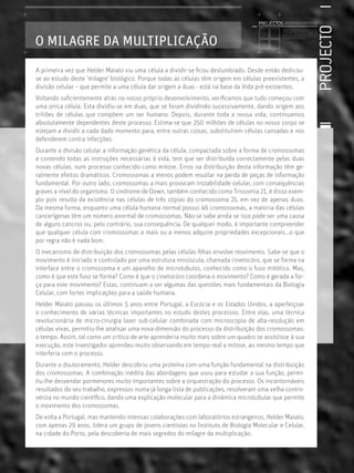 PROJECTOS //////////////////




                                                                                                                                                     PROJECTO
                                                                                               Licenciatura em Biologia-Recursos Faunísticos e Ambiente,
                                                                                               Faculdade de Ciências da Universidade de Lisboa, Mestrado
                                                                                               em Matemática Aplicada às Ciências Biológicas pelo




O MILAGRE DA MULTIPLICAÇÃO
                                                                                               Instituto Superior de Agronomia da Universidade Técnica
                                                                                               de Lisboa Doutoramento em Biologia da Conservação pela
                                                                                               Universidade de Sheﬃeld, Reino Unido.




A primeira vez que Helder Maiato viu uma célula a dividir-se ﬁcou deslumbrado. Desde então dedicou-
se ao estudo deste ‘milagre’ biológico. Porque todas as células têm origem em células preexistentes, a
divisão celular – que permite a uma célula dar origem a duas - está na base da Vida pré-existentes.
Voltando suﬁcientemente atrás no nosso próprio desenvolvimento, veriﬁcamos que tudo começou com
uma única célula. Esta dividiu-se em duas, que se foram dividindo sucessivamente, dando origem aos
triliões de células que compõem um ser humano. Depois, durante toda a nossa vida, continuamos
absolutamente dependentes deste processo. Estima-se que 250 milhões de células no nosso corpo se
estejam a dividir a cada dado momento para, entre outras coisas, substituírem células cansadas e nos
defenderem contra infecções.
Durante a divisão celular a informação genética da célula, compactada sobre a forma de cromossomas
e contendo todas as instruções necessárias à vida, tem que ser distribuída correctamente pelas duas
novas células, num processo conhecido como mitose. Erros na distribuição desta informação têm ge-
ralmente efeitos dramáticos. Cromossomas a menos podem resultar na perda de peças de informação
fundamental. Por outro lado, cromossomas a mais provocam instabilidade celular, com consequências
graves a nível do organismo. O síndrome de Down, também conhecido como Trissomia 21, é disso exem-
plo pois resulta da existência nas células de três cópias do cromossoma 21, em vez de apenas duas.
Da mesma forma, enquanto uma célula humana normal possui 46 cromossomas, a maioria das células
cancerígenas têm um número anormal de cromossomas. Não se sabe ainda se isso pode ser uma causa
de alguns cancros ou, pelo contrário, sua consequência. De qualquer modo, é importante compreender
que qualquer célula com cromossomas a mais ou a menos adquire propriedades excepcionais...o que
por regra não é nada bom.
O mecanismo de distribuição dos cromossomas pelas células ﬁlhas envolve movimento. Sabe-se que o
movimento é iniciado e controlado por uma estrutura minúscula, chamada cinetocóro, que se forma na
interface entre o cromossoma e um aparelho de microtubulos, conhecido como o fuso mitótico. Mas,
como é que este fuso se forma? Como é que o cinetocóro coordena o movimento? Como é gerada a for-
ça para este movimento? Estas, continuam a ser algumas das questões mais fundamentais da Biologia
Celular, com fortes implicações para a saúde humana.
Helder Maiato passou os últimos 5 anos entre Portugal, a Escócia e os Estados Unidos, a aperfeiçoar
o conhecimento de várias técnicas importantes no estudo destes processos. Entre elas, uma técnica
revolucionária de micro-cirurgia laser sub-celular combinada com microscopia de alta-resolução em
células vivas, permitiu-lhe analisar uma nova dimensão do processo da distribuição dos cromossomas:
o tempo. Assim, tal como um crítico de arte aprenderia muito mais sobre um quadro se assistisse à sua
execução, este investigador aprendeu muito observando em tempo-real a mitose, ao mesmo tempo que
interferia com o processo.
Durante o doutoramento, Helder descobriu uma proteína com uma função fundamental na distribuição
dos cromossomas. A combinação inédita das abordagens que usou para estudar a sua função, permi-
tiu-lhe desvendar pormenores muito importantes sobre a orquestração do processo. Os incontornáveis
resultados do seu trabalho, expressos numa já longa lista de publicações, resolveram uma velha contro-
vérsia no mundo cientíﬁco, dando uma explicação molecular para a dinâmica microtubular que permite
o movimento dos cromossomas.
De volta a Portugal, mas mantendo intensas colaborações com laboratórios estrangeiros, Helder Maiato,
com apenas 29 anos, lidera um grupo de jovens cientistas no Instituto de Biologia Molecular e Celular,
na cidade do Porto, pela descoberta de mais segredos do milagre da multiplicação.
 