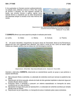 SSA - 2ª FASE 2º DIA
10
9. As queimadas no Cerrado ocorrem preferencialmente,
na estação seca, afetando a fauna e a flora. Nos caules
de árvores e arbustos, há uma espessa camada de
tecido, que envolve troncos e galhos, agindo como
isolante térmico e impedindo que as altas temperaturas
das labaredas atinjam os tecidos vivos mais internos dos
caules.
Disponível em: https://deolhonosruralistas.com.br/2019/09/16/matopiba-
concentra-mais-da-metade-das-queimadas-no-cerrado/
Acesso em: 14 out. 2020.
É CORRETO afirmar que esse papel de proteção é realizado pelo tecido
a) Lenho. b) Súber. c) Xilema. d) Cutícula. e) Floema.
10. Um jovem naturalista, mergulhando nas águas claras de Tamandaré, litoral sul de Pernambuco,
deparou-se com uma vegetação bem diferente, que cobria o fundo do mar, como se fossem algas.
Coletou-as e depois verificou que se tratava de uma fanerógama marinha.
Disponível em: eFlora Web - https://www.efloraweb.com.br . Acesso em: 14 out. 2020.
Assinale a alternativa CORRETA, observando as características quanto ao grupo a que pertence a
espécie identificada.
a) Não produzem flores e sementes, e a absorção de nutrientes ocorre por osmose na epiderme das
folhas.
b) Reproduzem de forma sexuada, através da fusão de dois gametas haploides e absorvem água por
simples difusão célula a célula.
c) Produzem flores e sementes e possuem um sistema especializado no transporte da seiva,
constituído por um vaso cilíndrico.
d) Necessitam de água doce para se reproduzirem, e a absorção de nutrientes acontece por simples
difusão entre as células.
e) Reproduzem-se por esporófitos, e o transporte de seiva é realizado pelos vasos condutores.
 