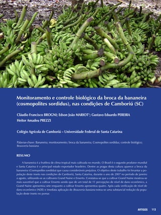 113REPORTAGENS 113ARTIGOS
Monitoramento e controle biológico da broca da bananeira
(cosmopolites sordidus), nas condições de Camboriú (SC)
Cláudio Francisco BROGNI; Edson João MARIOT1
; Gustavo Eduardo PEREIRA
Heitor Amadeu PREZZI
Colégio Agrícola de Camboriú – Universidade Federal de Santa Catarina
Palavras-chave: Bananeira; monitoramento; broca da bananeira; Cosmopolites sordidus; controle biológico;
Beauveria bassiana
Resumo
A bananeira é a frutífera de clima tropical mais cultivada no mundo. O Brasil é o segundo produtor mundial
e Santa Catarina é o principal estado exportador brasileiro. Dentre as pragas desta cultura aparece a broca da
bananeira (Cosmopolites sordidus) que causa consideráveis prejuízos. O objetivo deste trabalho foi levantar a po-
pulação deste inseto nas condições de Camboriú, Santa Catarina, durante o ano de 2007 no período de janeiro
a agosto, utilizando-se as cultivares Grand Naine e Enxerto. Constatou-se que a cultivar Grand Naine mostrou-se
mais suscetível que a cultivar Enxerto sendo que de um total de 11 percepções de nível de dano econômico, a
Grand Naine apresentou sete enquanto a cultivar Enxerto apresentou quatro. Após cada verificação de nível de
dano econômico (NDE) e imediata aplicação de Beauveria bassiana notou-se uma substancial redução da popu-
lação deste inseto no pomar.
 