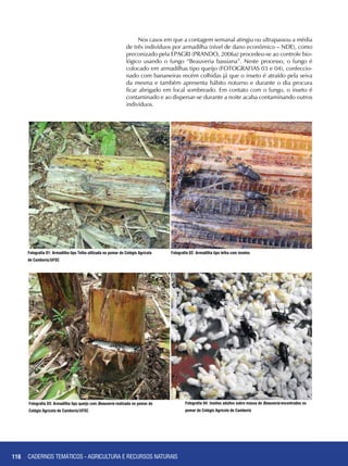 116
Fotografia 01: Armadilha tipo Telha utilizada no pomar do Colégio Agrícola
de Camboriú/UFSC
Fotografia 02: Armadilha tipo telha com insetos
CADERNOS TEMÁTICOS - AGRICULTURA E RECURSOS NATURAIS
Fotografia 03: Armadilha tipo queijo com Beauveria realizada no pomar do
Colégio Agrícola de Camboriú/UFSC
Fotografia 04: Insetos adultos sobre massa de Beauveria encontrados no
pomar do Colégio Agrícola de Camboriú
Nos casos em que a contagem semanal atingiu ou ultrapassou a média
de três indivíduos por armadilha (nível de dano econômico – NDE), como
preconizado pela EPAGRI (PRANDO, 2006a) procedeu-se ao controle bio-
lógico usando o fungo “Beauveria bassiana”. Neste processo, o fungo é
colocado em armadilhas tipo queijo (FOTOGRAFIAS 03 e 04), confeccio-
nado com bananeiras recém colhidas já que o inseto é atraído pela seiva
da mesma e também apresenta hábito noturno e durante o dia procura
ficar abrigado em local sombreado. Em contato com o fungo, o inseto é
contaminado e ao dispersar-se durante a noite acaba contaminando outros
indivíduos.
 