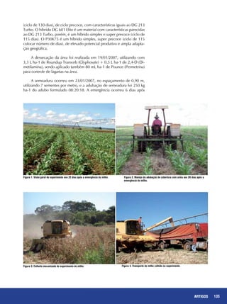 135ARTIGOS
(ciclo de 130 dias), de ciclo precoce, com características iguais ao DG 213
Turbo. O híbrido DG 601 Elite é um material com características parecidas
ao DG 213 Turbo, porém, é um híbrido simples e super precoce (ciclo de
115 dias). O P30K75 é um híbrido simples, super precoce (ciclo de 115
colocar número de dias), de elevado potencial produtivo e ampla adapta-
ção geográfica.
A dessecação da área foi realizada em 19/01/2007, utilizando com
3,3 L ha-1 de Roundup Transorb (Glyphosate) + 0,5 L ha-1 de 2,4-D (Di-
metilamina), sendo aplicado também 80 mL ha-1 de Pounce (Permetrina)
para controle de lagartas na área.
A semeadura ocorreu em 23/01/2007, no espaçamento de 0,90 m,
utilizando 7 sementes por metro, e a adubação de semeadura foi 250 kg
ha-1 do adubo formulado 08:20:18. A emergência ocorreu 6 dias após
Figura 1. Visão geral do experimento aos 25 dias após a emergência do milho. Figura 2. Manejo da adubação de cobertura com uréia aos 26 dias após a
emergência do milho.
Figura 4. Transporte do milho colhido no experimento.Figura 3. Colheita mecanizada do experimento de milho.
 