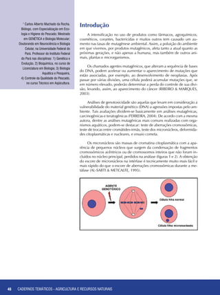 46 CADERNOS TEMÁTICOS - AGRICULTURA E RECURSOS NATURAIS46
Introdução
A intensificação no uso de produtos como fármacos, agroquímicos,
cosméticos, corantes, bactericidas e muitos outros tem causado um au-
mento nas taxas de mutagênese ambiental. Assim, a poluição do ambiente
em que vivemos, por produtos mutagênicos, afeta tanto a atual quanto as
próximas gerações, e não apenas a humana, mas também de outros ani-
mais, plantas e microrganismos.
Os chamados agentes mutagênicos, que alteram a sequência de bases
do DNA, podem acelerar ou aumentar o aparecimento de mutações que
estão associadas, por exemplo, ao desenvolvimento de neoplasias. Após
passar por várias divisões, uma célula poderá acumular mutações que, se
em número elevado, poderão determinar a perda do controle de sua divi-
são, levando, assim, ao aparecimento do câncer (RIBEIRO & MARQUES,
2003).
Análises de genotoxicidade são aquelas que levam em consideração a
vulnerabilidade do material genético (DNA) a agressões impostas pelo am-
biente. Tais avaliações dividem-se basicamente em análises mutagênicas,
carcinogênicas e teratogênicas (FERREIRA, 2004). De acordo com a mesma
autora, dentre as análises mutagênicas mais comuns realizadas com orga-
nismos aquáticos, podem-se destacar: teste de aberrações cromossômicas,
teste de trocas entre cromátides-irmãs, teste dos micronúcleos, deformida-
des citoplasmáticas e nucleares, e ensaio cometa.
Os micronúcleos são massas de cromatina citoplasmática com a apa-
rência de pequenos núcleos que surgem da condensação de fragmentos
cromossômicos acêntricos ou de cromossomos inteiros que não foram in-
cluídos no núcleo principal, perdidos na anáfase (figuras 1 e 2). A obtenção
do escore de micronúcleos na intérfase é tecnicamente muito mais fácil e
mais rápido do que o escore de aberrações cromossômicas durante a me-
táfase (AL-SABTI & METCALFE, 1995).
1
Carlos Alberto Machado da Rocha.
Biólogo, com Especialização em Eco-
logia e Higiene do Pescado; Mestrado
em GENÉTICA e Biologia Molecular;
Doutorando em Neurociência e Biologia
Celular, na Universidade Federal do
Pará. Professor do Instituto Federal
do Pará nas disciplinas: 1) Genética e
Evolução, 2) Bioquímica, no curso de
Licenciatura em Biologia; 3) Biologia
Aquática e Pesqueira,
4) Controle da Qualidade do Pescado,
no curso Técnico em Aqüicultura.
CADERNOS TEMÁTICOS - AGRICULTURA E RECURSOS NATURAIS
 