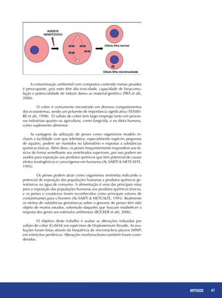 47REPORTAGENS 47ARTIGOS
A contaminação ambiental com compostos contendo metais pesados
é preocupante, pois estes têm alta toxicidade, capacidade de bioacumu-
lação e potencialidade de induzir danos ao material genético (PRÁ et alii,
2006).
	 O cobre é comumente encontrado em diversos compartimentos
dos ecossistemas, sendo um poluente de importância significativa (TEISSEI-
RE et alii, 1998). O sulfato de cobre tem largo emprego tanto em proces-
sos industriais quanto na agricultura, como fungicida, e na dieta humana,
como suplemento alimentar.
As vantagens da utilização de peixes como organismos modelo in-
cluem a facilidade com que teleósteos, especialmente espécies pequenas
de aquário, podem ser mantidos no laboratório e expostas a substâncias
químicas tóxicas. Além disso, os peixes frequentemente respondem aos tó-
xicos de forma semelhante aos vertebrados superiores, por isso podem ser
usados para exposição aos produtos químicos que têm potencial de causar
efeitos teratogênicos e cancerígenos em humanos (AL-SABTI & METCALFE,
1995).
	 Os peixes podem atuar como organismos sentinelas indicando o
potencial de exposição das populações humanas a produtos químicos ge-
notóxicos na água de consumo. A alimentação é uma das principais rotas
para a exposição das populações humanas aos produtos químicos tóxicos,
e os peixes e crustáceos foram reconhecidos como principais vetores de
contaminantes para o homem (AL-SABTI & METCALFE, 1995). Realmente
os efeitos de substâncias genotóxicas sobre o genoma de peixes têm sido
objeto de muitos estudos, sobretudo daqueles que buscam estabelecer a
resposta dos genes aos estímulos ambientais (BÜCKER et alii, 2006).
	 O objetivo deste trabalho é avaliar as alterações induzidas por
sulfato de cobre (CuSO4) em espécimes de Hoplosternum litoralle. As ava-
liações foram feitas através da frequência de micronúcleos písceos (MNP)
em eritrócitos periféricos. Alterações morfonucleares também foram consi-
deradas.
 