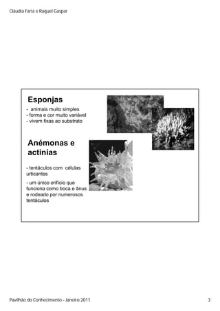 Cláudia Faria e Raquel Gaspar




         Esponjas
        - animais muito simples
        - forma e cor muito variável
        - vivem fixas ao substrato



         Anémonas e
         actinias
        - tentáculos com células
        urticantes
        - um único orifício que
        funciona como boca e ânus
        e rodeado por numerosos
        tentáculos




Pavilhão do Conhecimento Janeiro 2011   3
 