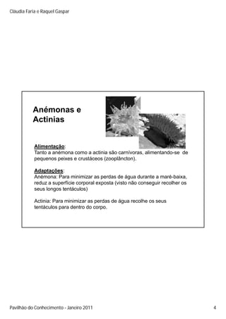 Cláudia Faria e Raquel Gaspar




           Anémonas e
           Actinias


           Alimentação:                                        horta.uac.pt/species

           Tanto a anémona como a actinia são carnívoras, alimentando-se de
           pequenos peixes e crustáceos (zooplâncton).
                                        (zooplâncton)

           Adaptações:
           Anémona: Para minimizar as perdas de água durante a maré-baixa,
           reduz a superfície corporal exposta (visto não conseguir recolher os
           seus longos tentáculos)

           Actinia: Para minimizar as perdas de água recolhe os seus
           tentáculos para dentro do corpo.




Pavilhão do Conhecimento Janeiro 2011                                                 4
 