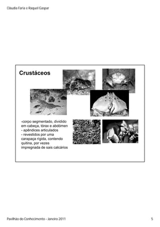 Cláudia Faria e Raquel Gaspar




        Crustáceos




         -corpo segmentado, dividido
         em cabeça, tórax e abdómen
         - apêndices articulados
         - revestidos por uma
         carapaça rígida, contendo
                    í id      t d
         quitina, por vezes
         impregnada de sais calcários




Pavilhão do Conhecimento Janeiro 2011   5
 