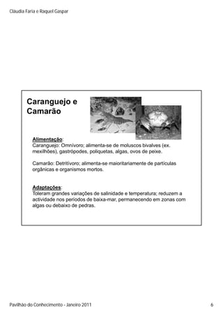 Cláudia Faria e Raquel Gaspar




        Caranguejo e
        Camarão


           Alimentação:
           Caranguejo: Omnívoro; alimenta-se de moluscos bivalves (ex.
           mexilhões), gastrópodes, poliquetas, algas, ovos de peixe.

           Camarão: Detritívoro; alimenta-se maioritariamente de partículas
           orgânicas e organismos mortos.


           Adaptações:
           Toleram grandes variações de salinidade e t
           T l          d      i õ d       li id d   temperatura; reduzem a
                                                            t       d
           actividade nos períodos de baixa-mar, permanecendo em zonas com
           algas ou debaixo de pedras.




Pavilhão do Conhecimento Janeiro 2011                                         6
 