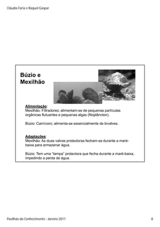 Cláudia Faria e Raquel Gaspar




         Búzio e
         Mexilhão



            Alimentação:
            Mexilhão: Filtradores; alimentam-se de pequenas partículas
            orgânicas fl
               â i    flutuantes e pequenas algas (fi lâ
                                              l    (fitoplâncton).
                                                                )

            Búzio: Carnívoro; alimenta-se essencialmente de bivalves.


            Adaptações:
                p ç
            Mexilhão: As duas valvas protectoras fecham-se durante a maré-
            baixa para armazenar água.

            Búzio: Tem uma “tampa” protectora que fecha durante a maré-baixa,
            impedindo a perda de água.




Pavilhão do Conhecimento Janeiro 2011                                           8
 