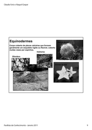 Cláudia Faria e Raquel Gaspar




      Equinodermes                                             Ouriços do mar
      Corpo coberto de placas calcárias que formam
      geralmente um esqueleto rígido ou flexível, coberto
      muitas vezes por espinhos.
                                   Holotúrias

         Ofiurídeos



                                                            Estrelas do mar




                  Crinóides




Pavilhão do Conhecimento Janeiro 2011                                           9
 