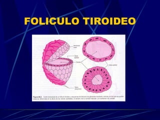 FOLICULO TIROIDEO 