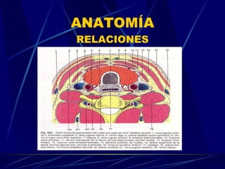 ANATOMÍA RELACIONES 