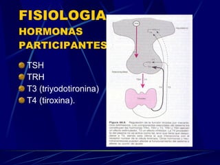 FISIOLOGIA HORMONAS PARTICIPANTES TSH TRH T3 (triyodotironina) T4 (tiroxina). 