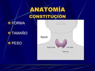 ANATOMÍA CONSTITUCIÓN FORMA TAMAÑO PESO 