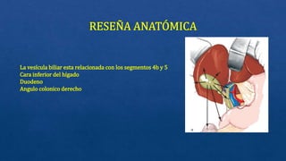 La vesícula biliar esta relacionada con los segmentos 4b y 5
Cara inferior del hígado
Duodeno
Angulo colonico derecho
 