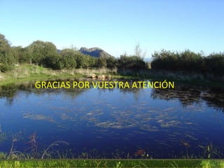 GRACIAS POR VUESTRA ATENCIÓN 