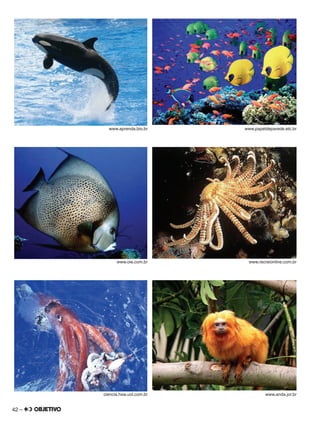 42 –
www.aprenda.bio.br www.papeldeparede.etc.br
www.oie.com.br www.recreionline.com.br
ciencia.hsw.uol.com.br www.anda.jor.br
 