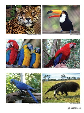 – 43
serengeti.blog.terra.com.br www.culturamix.com
www.panoramio.com www.aupetstore.com.br
animais.culturamix.com www.infoescola.com
 