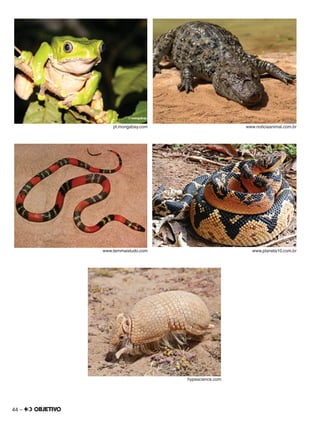 44 –
pt.mongabay.com www.noticiaanimal.com.br
www.temmaistudo.com www.planeta10.com.br
hypescience.com
 