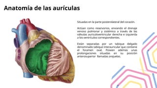 Anatomía de las aurículas
Situadas en la parte posterolateral del corazón.
Actúan como reservorios, enviando el drenaje
venoso pulmonar y sistémico a través de las
válvulas auriculoventricular derecha e izquierda
a los ventrículos correspondientes.
Están separadas por un tabique delgado
denominado tabique interauricular que contiene
el foramen oval, Poseen además unas
prolongaciones situadas en su posición
anterosuperior llamadas orejuelas.
 