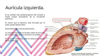 Aurícula izquierda.
Es la cavidad más posterosuperior del corazón y
recibe sangre procedente de la circulación
pulmonar.
Es menor que la derecha, esta formado por el
suelo, pared septal y libre.
Desembocan las 4 venas pulmonares.
La orejuela izquierda se localiza sobre el surco AV,
por encima de la arteria coronaria circunfleja.
En la pared septal lisa, sólo se observa la válvula
del foramen oval.
 